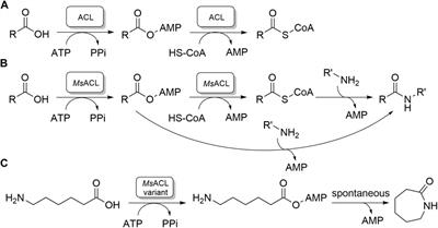 Adapting an acyl CoA ligase from Metallosphaera sedula for lactam formation by structure-guided protein engineering